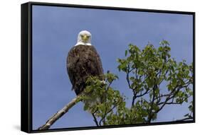 Katmai Peninsula, Alaska, USA. American Bald Eagle.-Karen Ann Sullivan-Framed Stretched Canvas