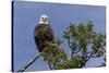 Katmai Peninsula, Alaska, USA. American Bald Eagle.-Karen Ann Sullivan-Stretched Canvas