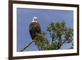 Katmai Peninsula, Alaska, USA. American Bald Eagle.-Karen Ann Sullivan-Framed Premium Photographic Print