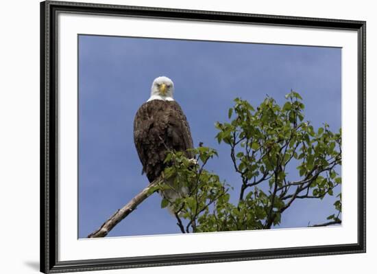 Katmai Peninsula, Alaska, USA. American Bald Eagle.-Karen Ann Sullivan-Framed Premium Photographic Print