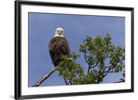 Katmai Peninsula, Alaska, USA. American Bald Eagle.-Karen Ann Sullivan-Framed Premium Photographic Print