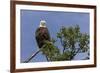 Katmai Peninsula, Alaska, USA. American Bald Eagle.-Karen Ann Sullivan-Framed Premium Photographic Print