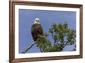 Katmai Peninsula, Alaska, USA. American Bald Eagle.-Karen Ann Sullivan-Framed Premium Photographic Print