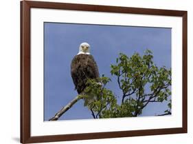 Katmai Peninsula, Alaska, USA. American Bald Eagle.-Karen Ann Sullivan-Framed Premium Photographic Print