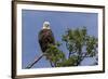 Katmai Peninsula, Alaska, USA. American Bald Eagle.-Karen Ann Sullivan-Framed Premium Photographic Print