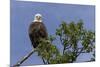 Katmai Peninsula, Alaska, USA. American Bald Eagle.-Karen Ann Sullivan-Mounted Premium Photographic Print