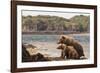 Katmai Peninsula, Alaska, USA Brown Bear mother with two cubs.-Karen Ann Sullivan-Framed Photographic Print