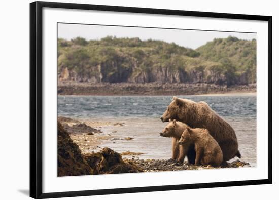 Katmai Peninsula, Alaska, USA Brown Bear mother with two cubs.-Karen Ann Sullivan-Framed Photographic Print