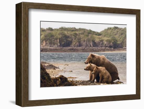 Katmai Peninsula, Alaska, USA Brown Bear mother with two cubs.-Karen Ann Sullivan-Framed Photographic Print