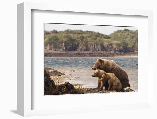 Katmai Peninsula, Alaska, USA Brown Bear mother with two cubs.-Karen Ann Sullivan-Framed Photographic Print
