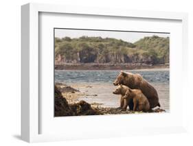 Katmai Peninsula, Alaska, USA Brown Bear mother with two cubs.-Karen Ann Sullivan-Framed Photographic Print