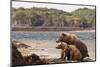 Katmai Peninsula, Alaska, USA Brown Bear mother with two cubs.-Karen Ann Sullivan-Mounted Photographic Print