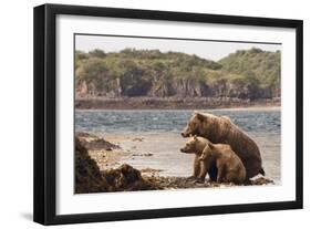 Katmai Peninsula, Alaska, USA Brown Bear mother with two cubs.-Karen Ann Sullivan-Framed Photographic Print