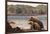 Katmai Peninsula, Alaska, USA Brown Bear mother with two cubs.-Karen Ann Sullivan-Framed Photographic Print