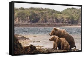 Katmai Peninsula, Alaska, USA Brown Bear mother with two cubs.-Karen Ann Sullivan-Framed Stretched Canvas