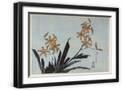 Black Frame