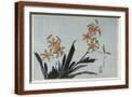 Brown Frame