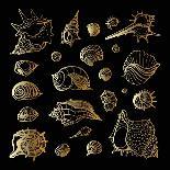 Golden Sea Shell. Collection of Seashells-Katya Ulitina-Mounted Art Print
