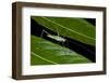 Katydid (Anaulacornera) Yasuni NP, Amazon Rainforest, Ecuador-Pete Oxford-Framed Photographic Print