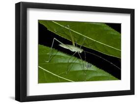 Katydid (Anaulacornera) Yasuni NP, Amazon Rainforest, Ecuador-Pete Oxford-Framed Photographic Print