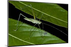 Katydid (Anaulacornera) Yasuni NP, Amazon Rainforest, Ecuador-Pete Oxford-Mounted Photographic Print