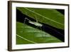 Katydid (Anaulacornera) Yasuni NP, Amazon Rainforest, Ecuador-Pete Oxford-Framed Photographic Print