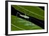 Katydid (Anaulacornera) Yasuni NP, Amazon Rainforest, Ecuador-Pete Oxford-Framed Photographic Print