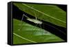 Katydid (Anaulacornera) Yasuni NP, Amazon Rainforest, Ecuador-Pete Oxford-Framed Stretched Canvas