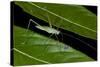 Katydid (Anaulacornera) Yasuni NP, Amazon Rainforest, Ecuador-Pete Oxford-Stretched Canvas