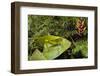 Katydid camouflaged amongst cloud forest understory, Peru-Alex Hyde-Framed Photographic Print