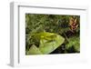 Katydid camouflaged amongst cloud forest understory, Peru-Alex Hyde-Framed Photographic Print