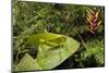 Katydid camouflaged amongst cloud forest understory, Peru-Alex Hyde-Mounted Photographic Print