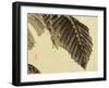 Katydid on Banana Leaf-Bairei Kono-Framed Giclee Print