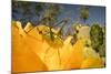 Katydid on Prickly pear flower, Texas, USA-Karine Aigner-Mounted Photographic Print
