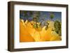 Katydid on Prickly pear flower, Texas, USA-Karine Aigner-Framed Photographic Print