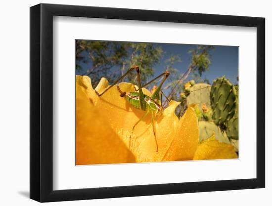 Katydid on Prickly pear flower, Texas, USA-Karine Aigner-Framed Photographic Print