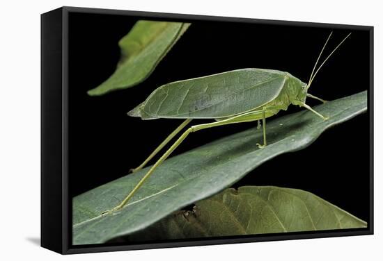 Katydid or Bush-Cricket or Long-Horned Grasshopper-Paul Starosta-Framed Stretched Canvas