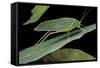 Katydid or Bush-Cricket or Long-Horned Grasshopper-Paul Starosta-Framed Stretched Canvas