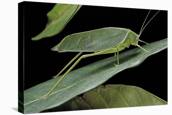 Katydid or Bush-Cricket or Long-Horned Grasshopper-Paul Starosta-Stretched Canvas