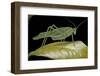 Katydid or Bush-Cricket or Long-Horned Grasshopper-Paul Starosta-Framed Photographic Print