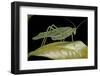 Katydid or Bush-Cricket or Long-Horned Grasshopper-Paul Starosta-Framed Photographic Print