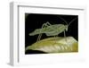 Katydid or Bush-Cricket or Long-Horned Grasshopper-Paul Starosta-Framed Photographic Print