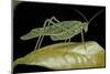 Katydid or Bush-Cricket or Long-Horned Grasshopper-Paul Starosta-Mounted Photographic Print