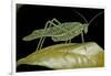 Katydid or Bush-Cricket or Long-Horned Grasshopper-Paul Starosta-Framed Photographic Print