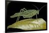 Katydid or Bush-Cricket or Long-Horned Grasshopper-Paul Starosta-Framed Photographic Print