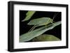 Katydid or Bush-Cricket or Long-Horned Grasshopper-Paul Starosta-Framed Photographic Print