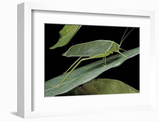 Katydid or Bush-Cricket or Long-Horned Grasshopper-Paul Starosta-Framed Photographic Print