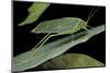 Katydid or Bush-Cricket or Long-Horned Grasshopper-Paul Starosta-Mounted Photographic Print