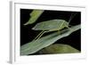 Katydid or Bush-Cricket or Long-Horned Grasshopper-Paul Starosta-Framed Photographic Print