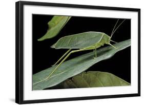 Katydid or Bush-Cricket or Long-Horned Grasshopper-Paul Starosta-Framed Photographic Print